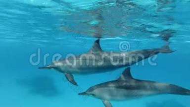 两只<strong>海豚</strong>、妈妈和<strong>小海豚</strong>在蓝水中在水面下慢慢地游成一个圆圈。 慢动作，特写，水下射击。